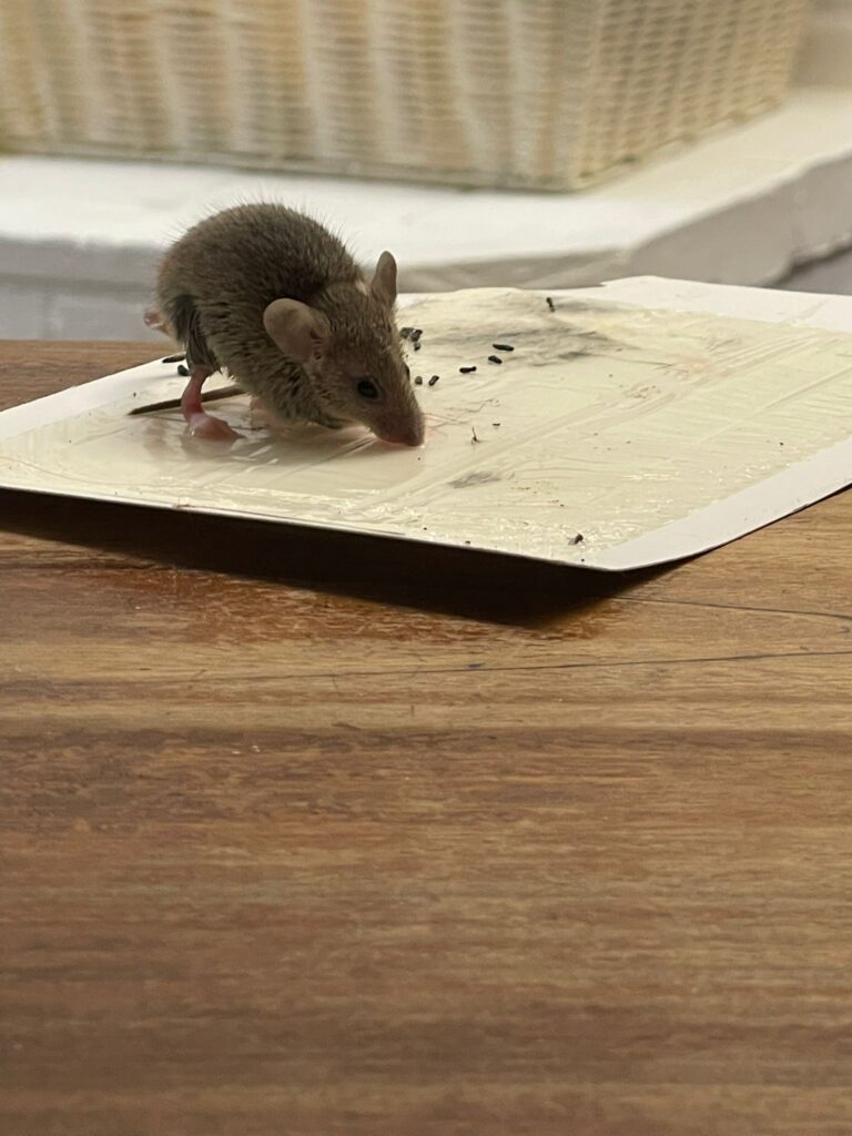 45c85666-9bbc-473b-ad04-84dde99e88b5