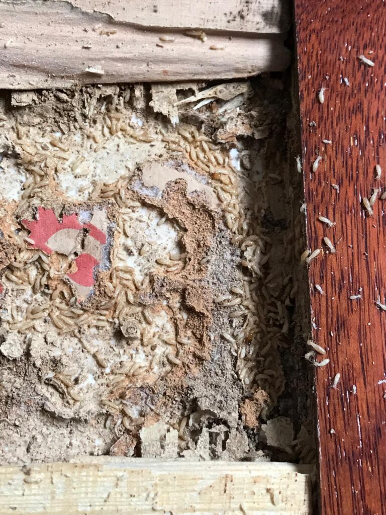 Tratamiento de Madera AJN Plagas Menorca